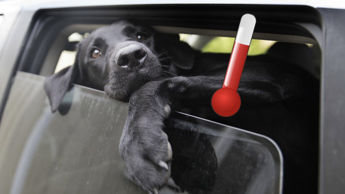 Hund-overgavs-i-varm-bil